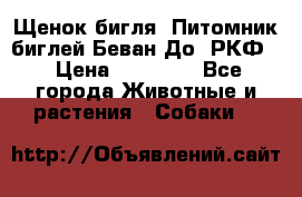 Щенок бигля. Питомник биглей Беван-До (РКФ) › Цена ­ 20 000 - Все города Животные и растения » Собаки   